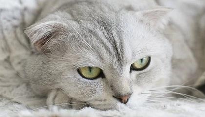 九游体育app-校园篮球训练节奏是否与学习任务脱节，篮球运球节奏训练