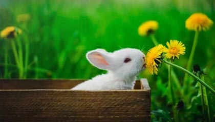 九游体育官网入口-职业体育经纪人管理办法将于明年实施，体育职业经理人有什么用